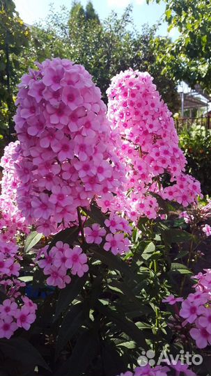 Сортовые флоксы