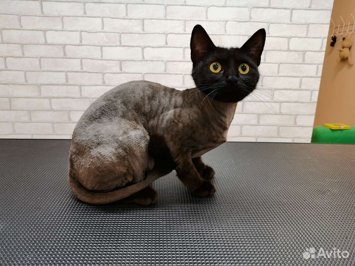 Стрижка и уход за животными