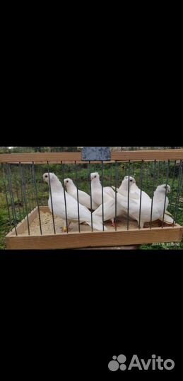 Продам голубей
