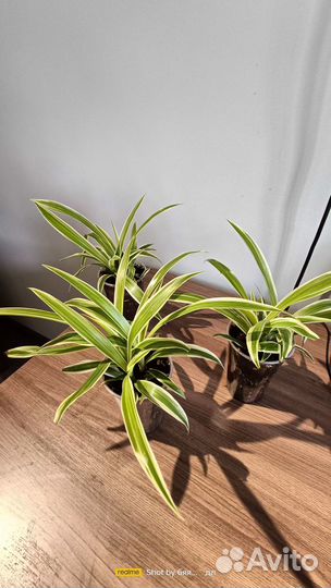 Хлорофитум