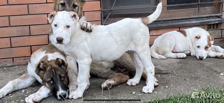 Среднеазиатская овчарка алабай щенки