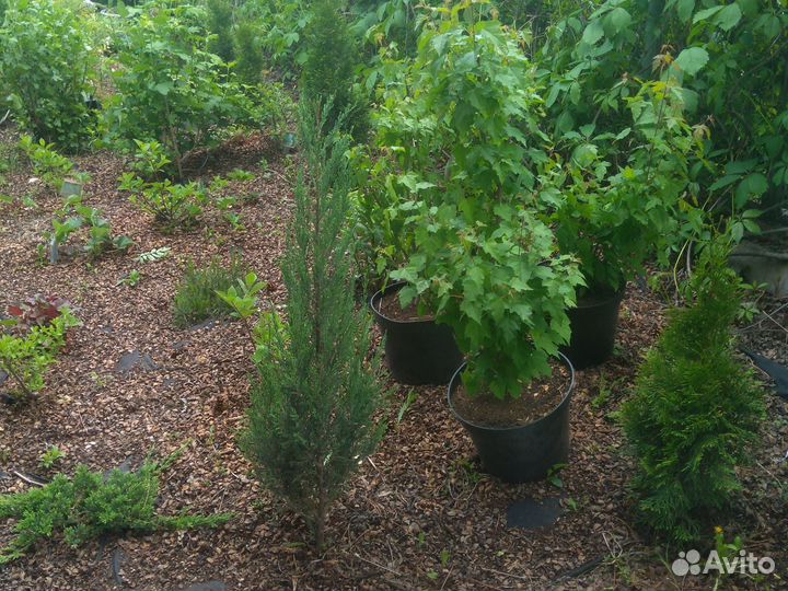 Саженцы Клёна гиннала 1м