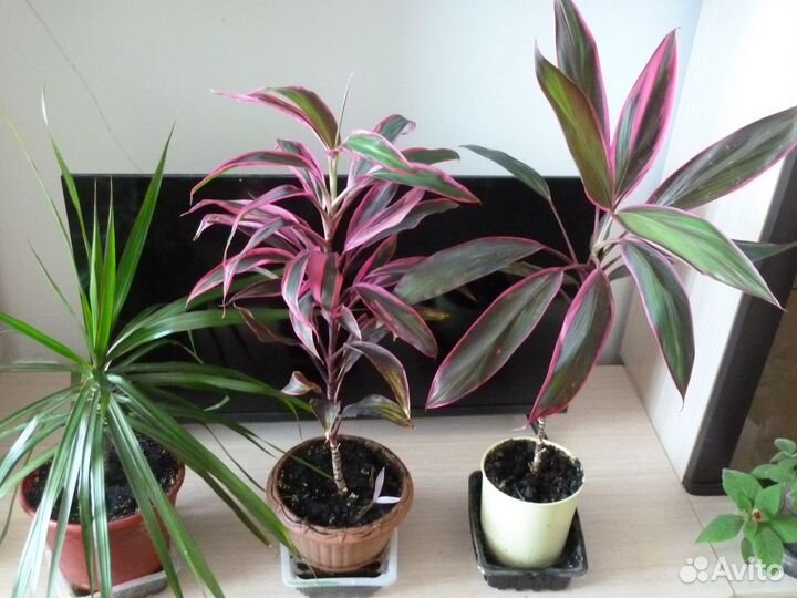 Пальмы - Кордилина и Драцена, Спатифиллум