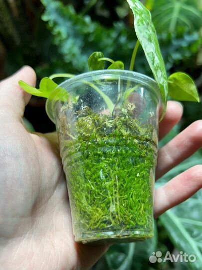 Алоказия фрайдек вариегатная