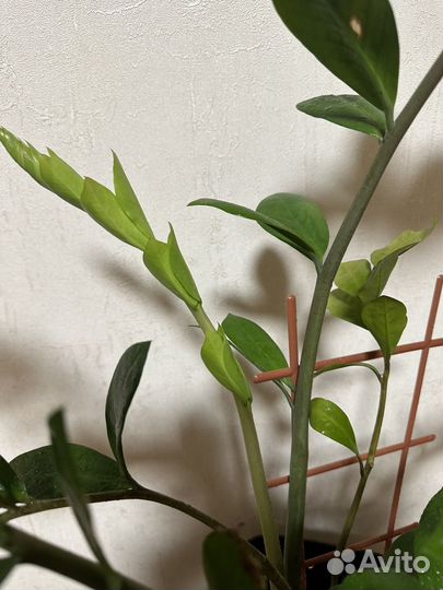 Замиокулькас