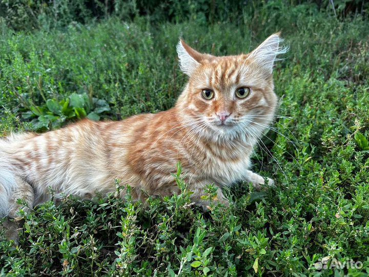 Кот Солнышко