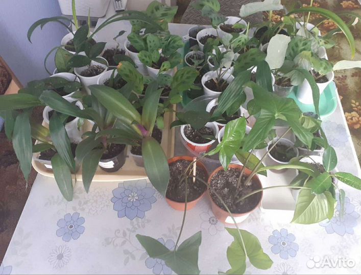 Комнатные растения