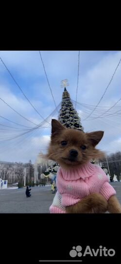 Самая маленькая собачка