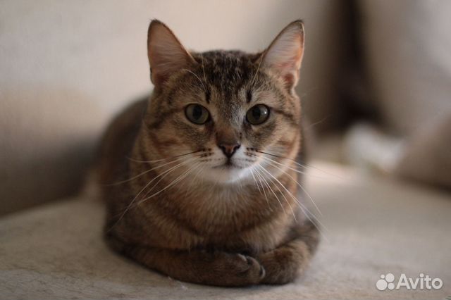 В добрые ручки