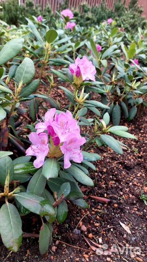 Корова стельная дойная