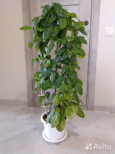 Комнатные растения цветы большие