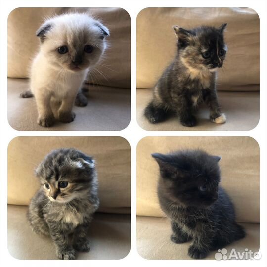 Котята в любящие руки бесплатно
