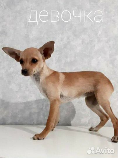 Той-терьер щенки