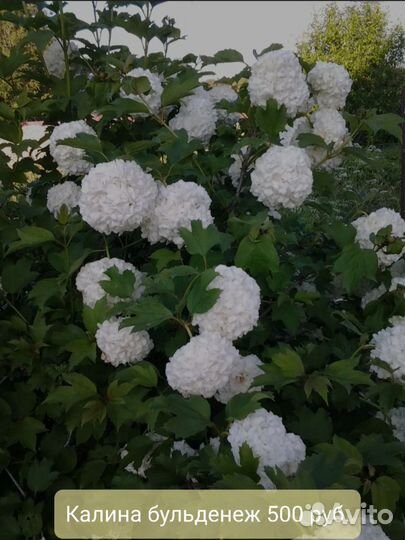 Садовые растения