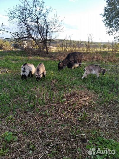 Альпийские козлята и козы разные