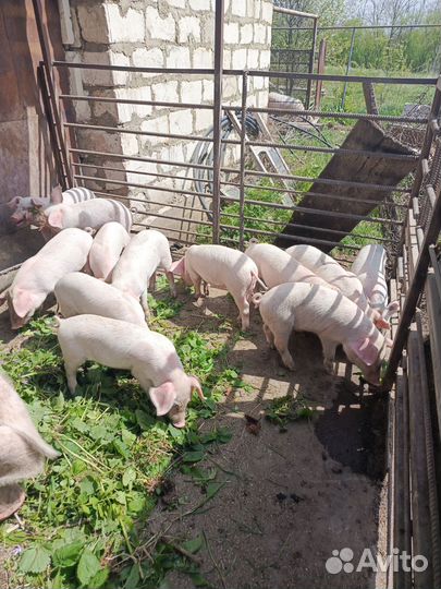 Поросята