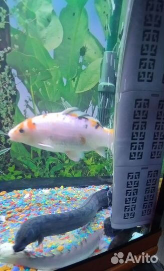 Аквариум с тумбой на 450 литров со всем содержимым