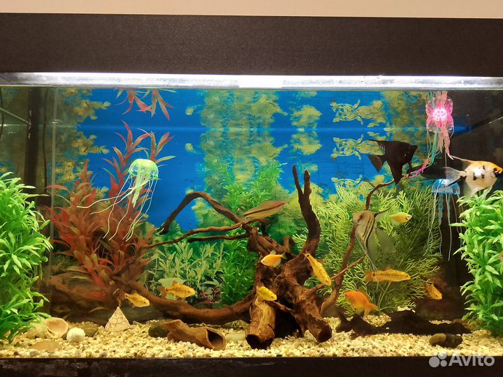Аквариум