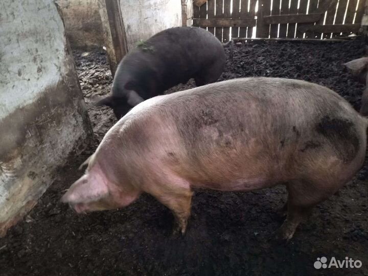 Свиноматка