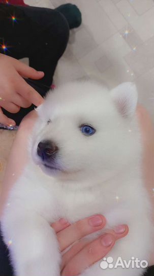 Самоедская лайка