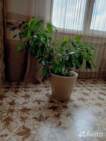 Фикус бенджамина большой