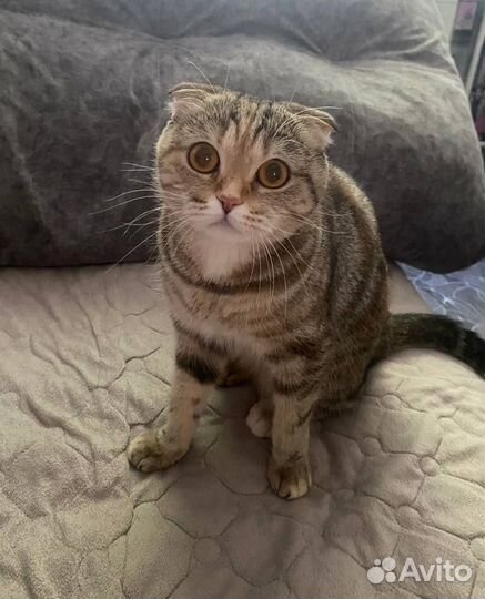 Кошка