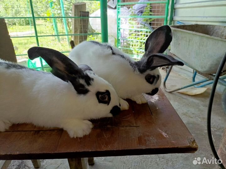 Немецкий пестрый