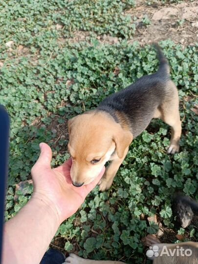 Щенки русской гончей