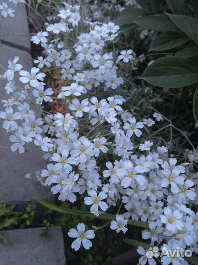 Многолетние растения для сада