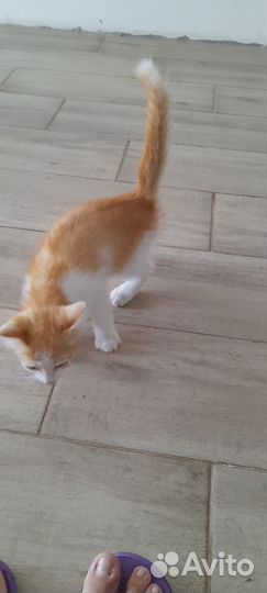 Отдам в добрые руки мальчик котенок