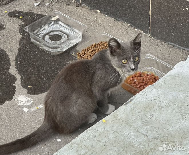 Котик в добрые руки