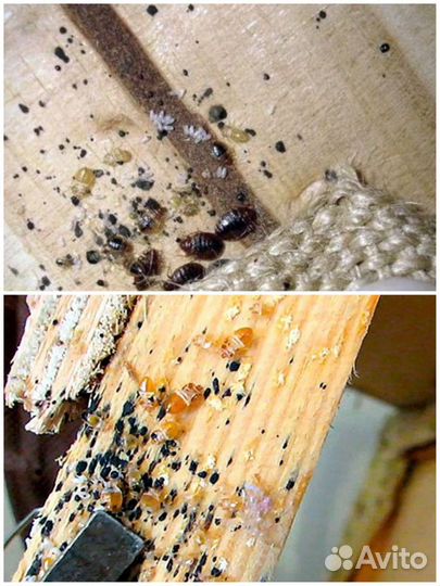 Травить клещей,ос,кротов,клопов,тараканов,борщевик