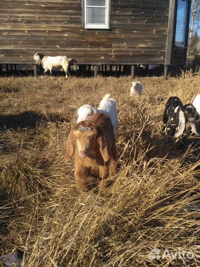 Нубийские козлята