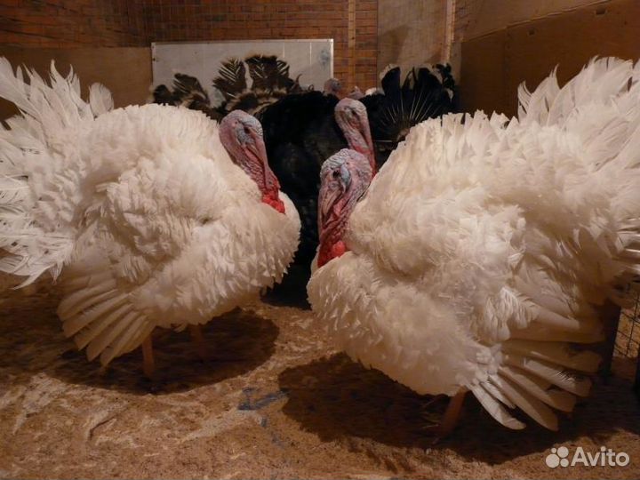 Индюшата Биг-6, Хайбрид, Белые Широк