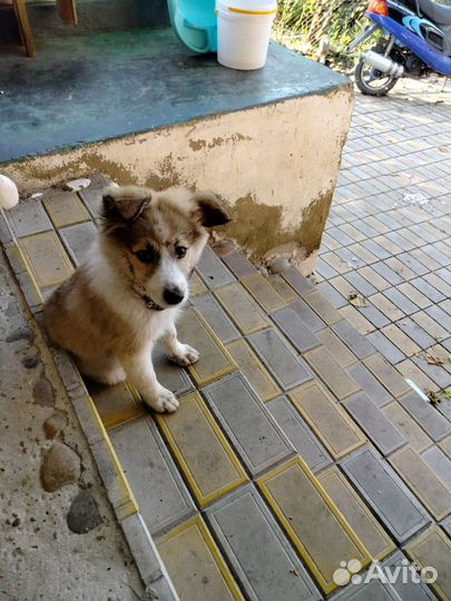 Лайка Помесь