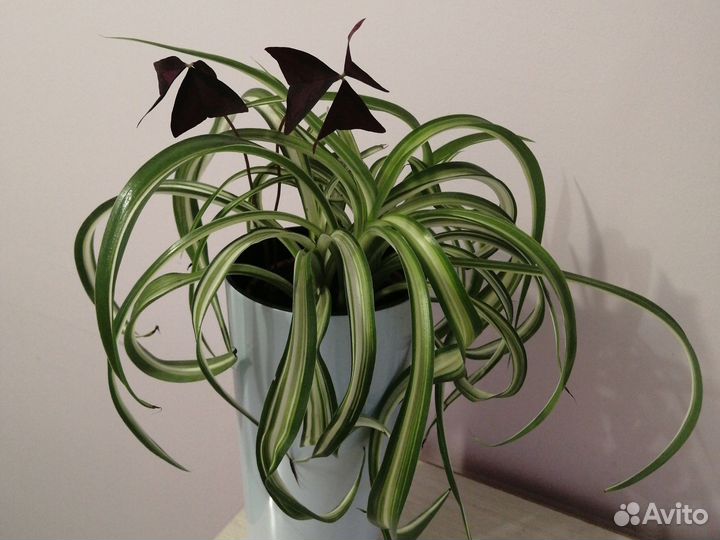 Хлорофитум кудрявый с оксалисом