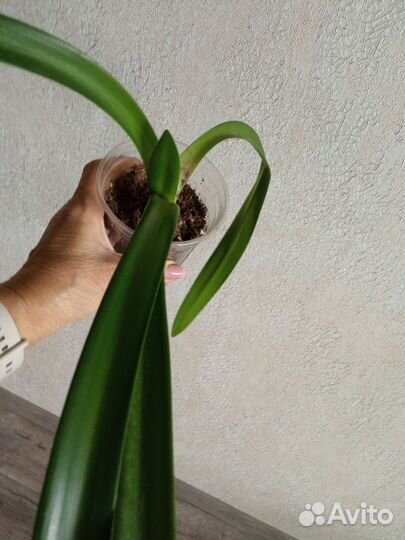 Гиппиаструм, каланхоэ, коладиум, акалифа