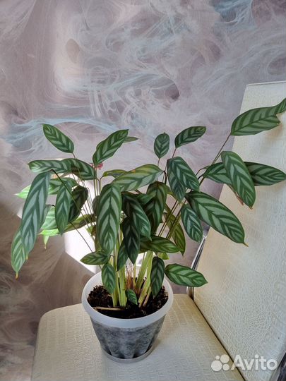 Калатея Бахема