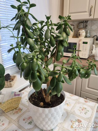 Крассула толстянка