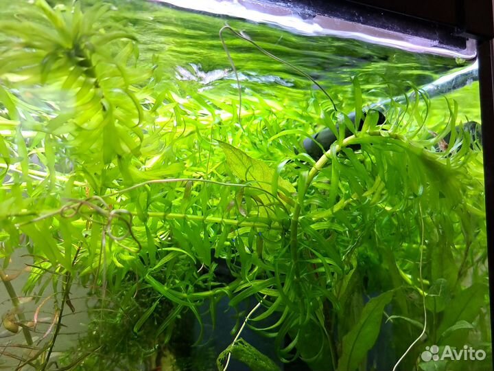 Растения для аквариума