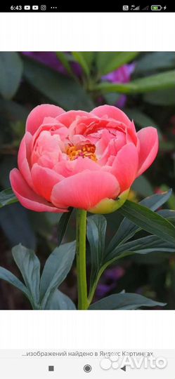 Пион Корал чарм и Сара Бернар