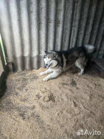 Собаки, Аляскинский маламут