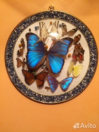 Коллекция бабочек