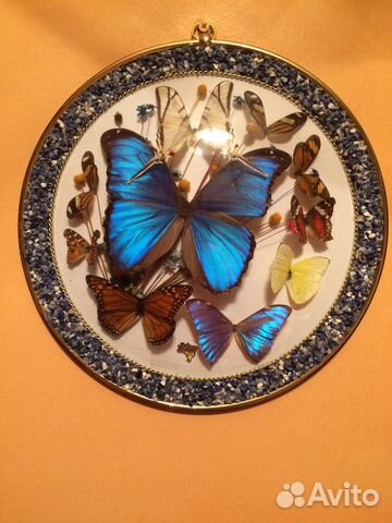 Коллекция бабочек