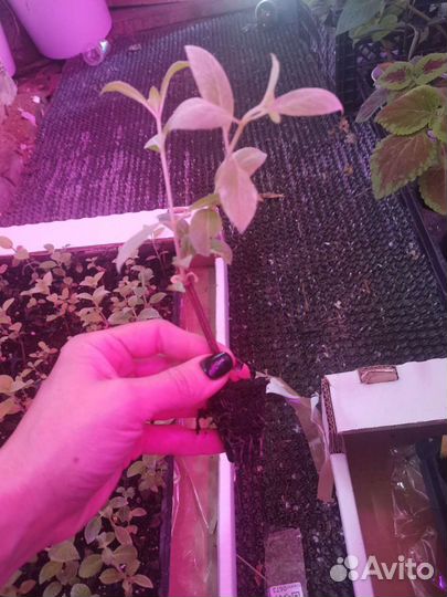 Гортензия Строберри блоссом