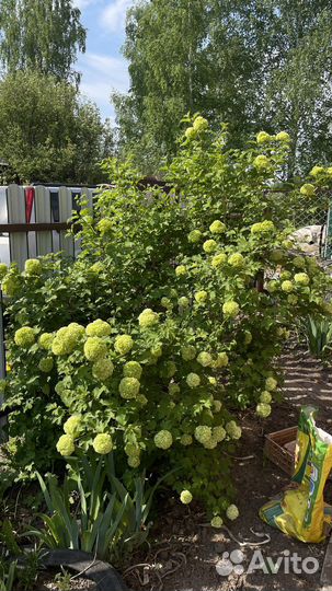 Саженцы kalina бульденеж