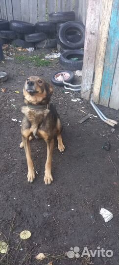 Двортерьер