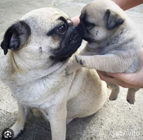 Щенки мопса