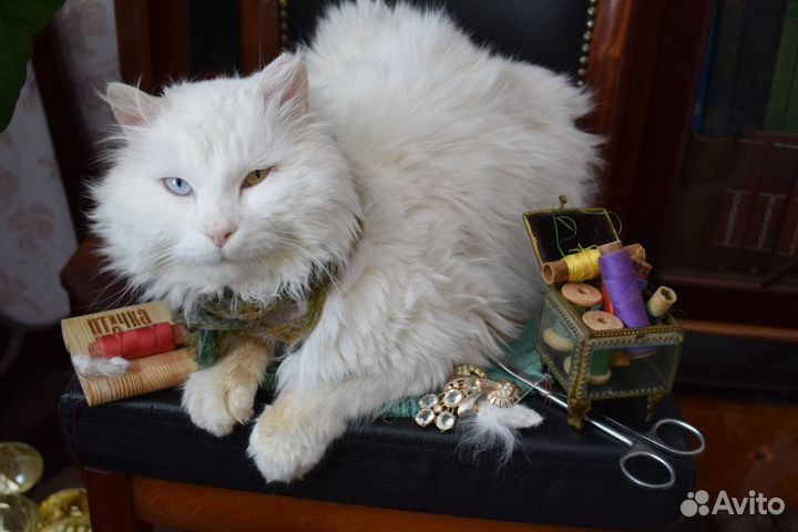 Котенок Джерри. Курильский бобтейл