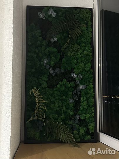 Стабилизированный мох картина